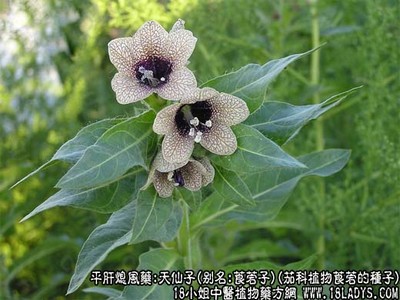 思泊湖牛肉面拉面师傅