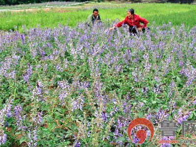 公司领导于2018年9月5日到贵州省清水江平寨杭电枢纽工程施工监理视察及指导工作