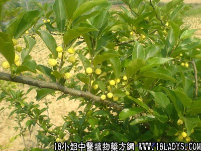 新疆石河子葛总签约兰州思泊湖牛肉面品牌