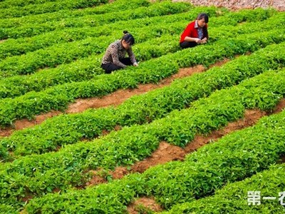 分析化学专业考研学校排名及选择建议