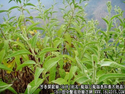 池州木耳種植戶楊女士