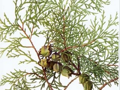 兰州思泊湖牛肉拉面-三炮台