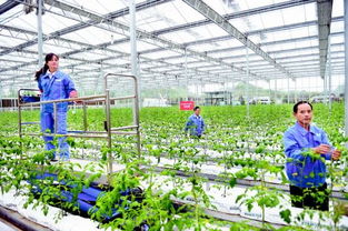 兰州牛肉拉面加盟店软儿梨